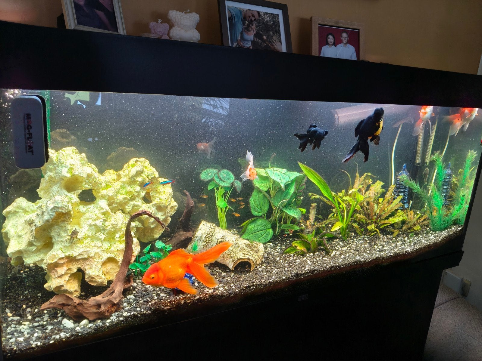 Aquarium 240 litres, Enlèvement, Juwel