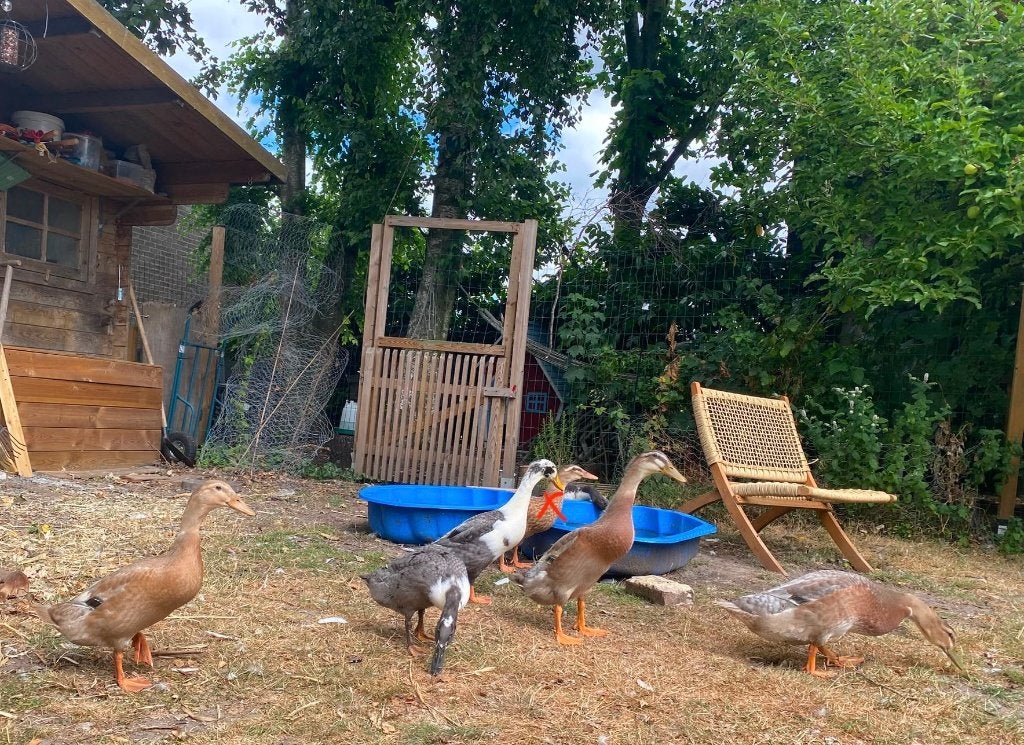 Loopeenden, Animaux & Accessoires, Volatiles, Plusieurs animaux, Canard