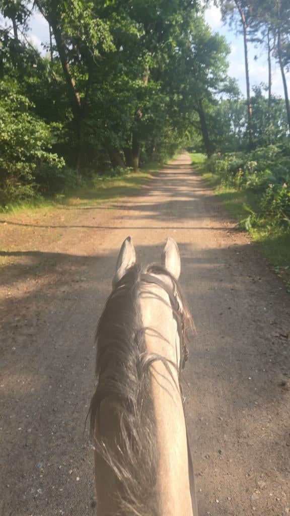 Heeele brave arabische ruin, Dieren en Toebehoren, Paarden, Ruin, Zadelmak
