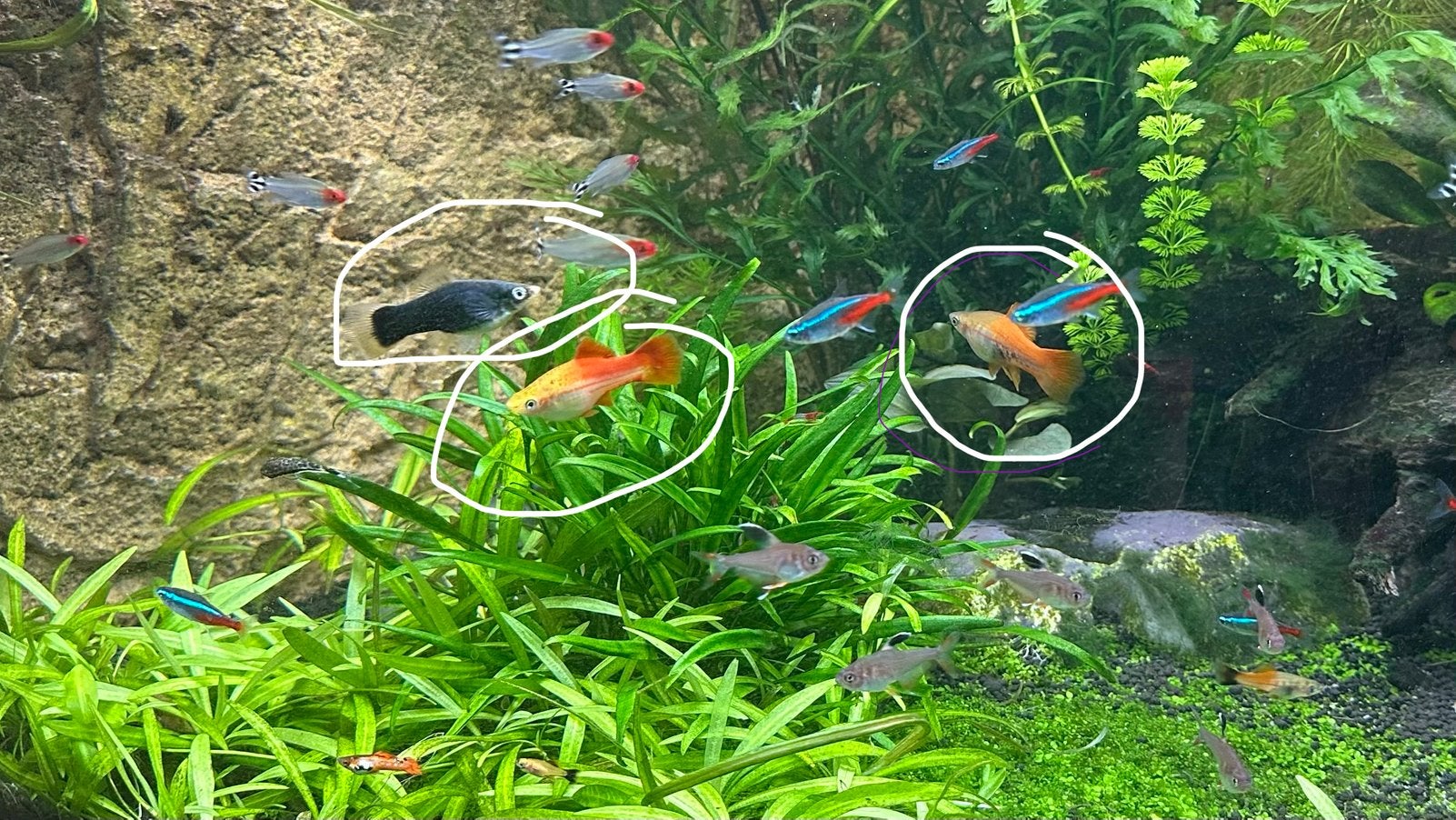 Zwaarddragers, Dieren en Toebehoren, Vissen | Aquariumvissen, Vis, Zoetwatervis