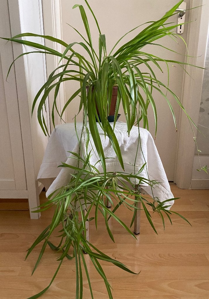 Plante, Huis en Inrichting, Kamerplanten, Ophalen, In pot, Minder dan 100 cm