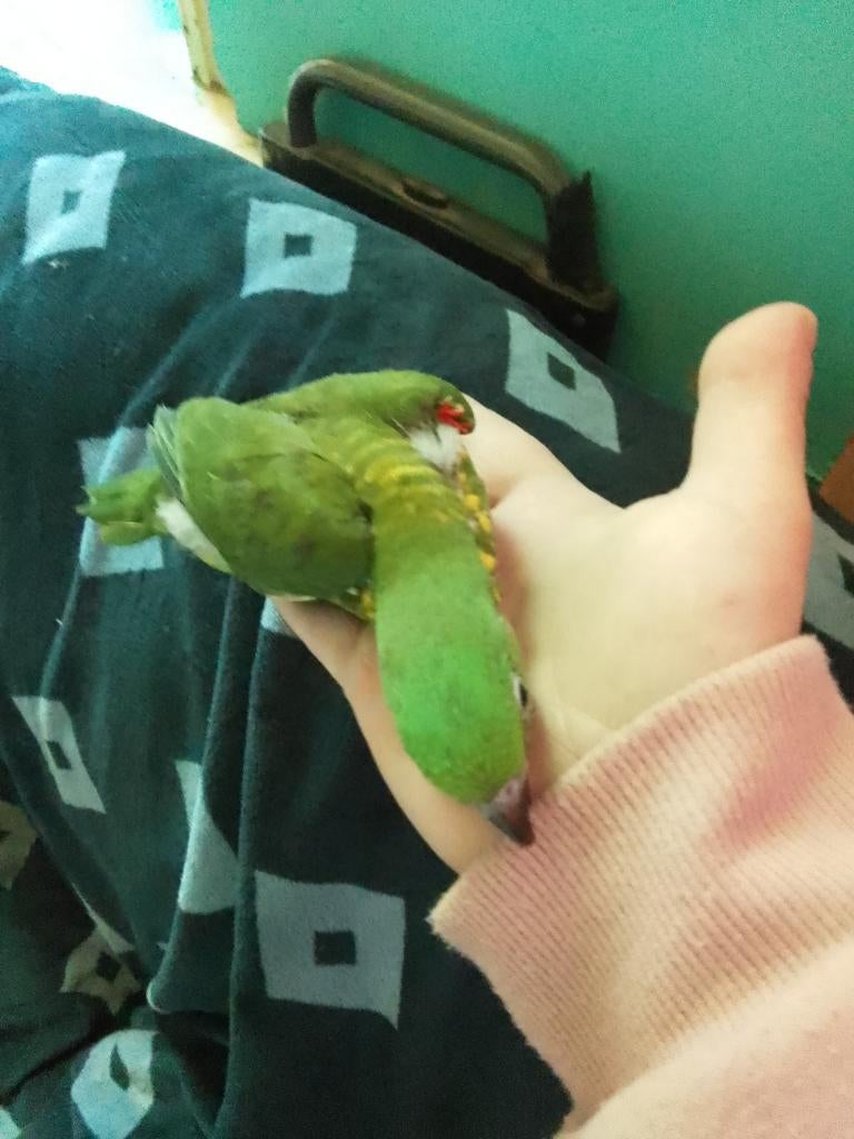 Handtamme schubben lori, Dieren en Toebehoren, Geringd
