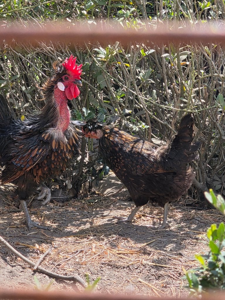 Bulgaarse kippen, Dieren en Toebehoren, Pluimvee