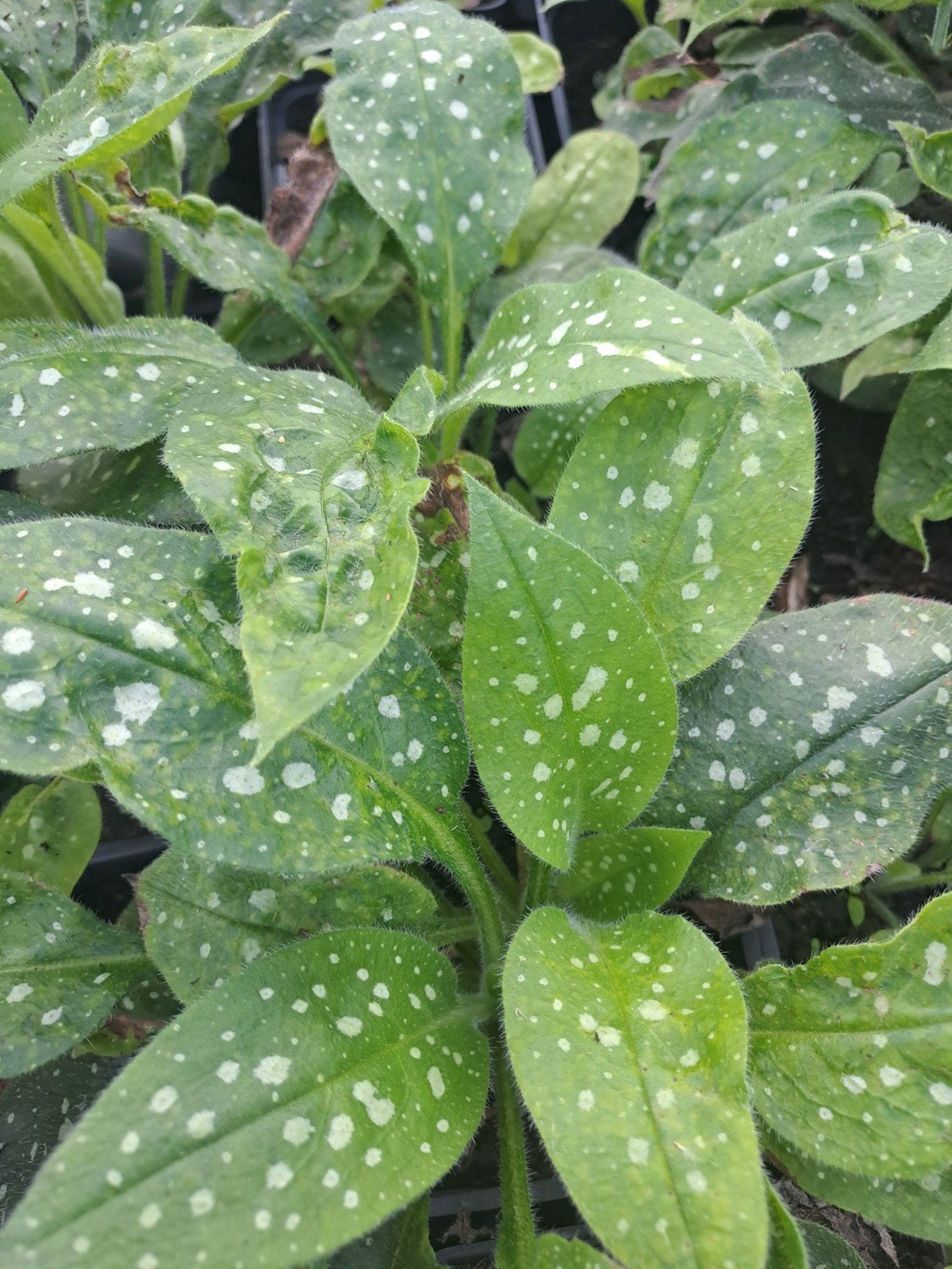 Pulmonaria Sissinghurst White, Ophalen