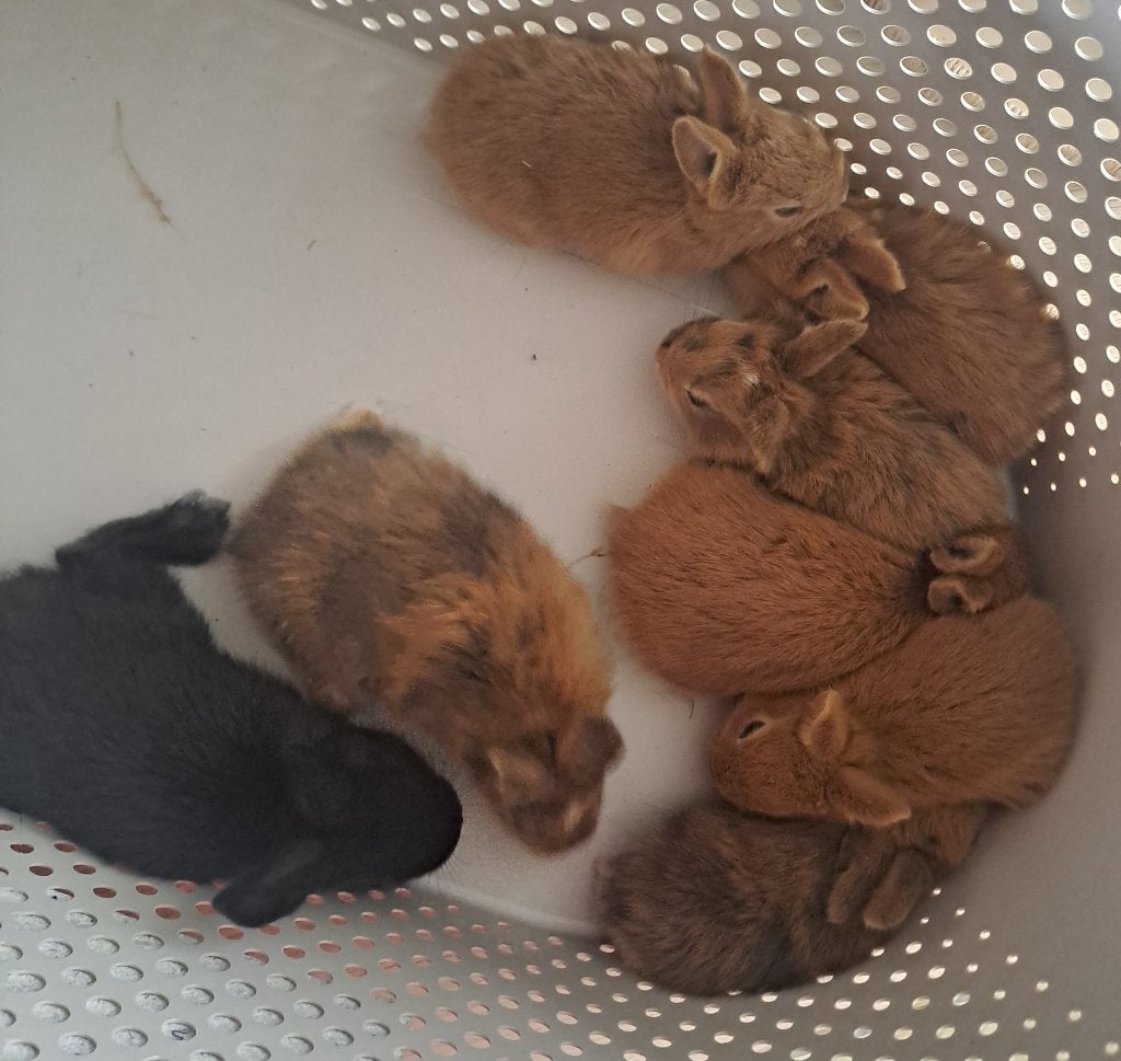 Konijnen, Dieren en Toebehoren, Konijnen, Geslacht onbekend, Middelgroot, 0 tot 2 jaar