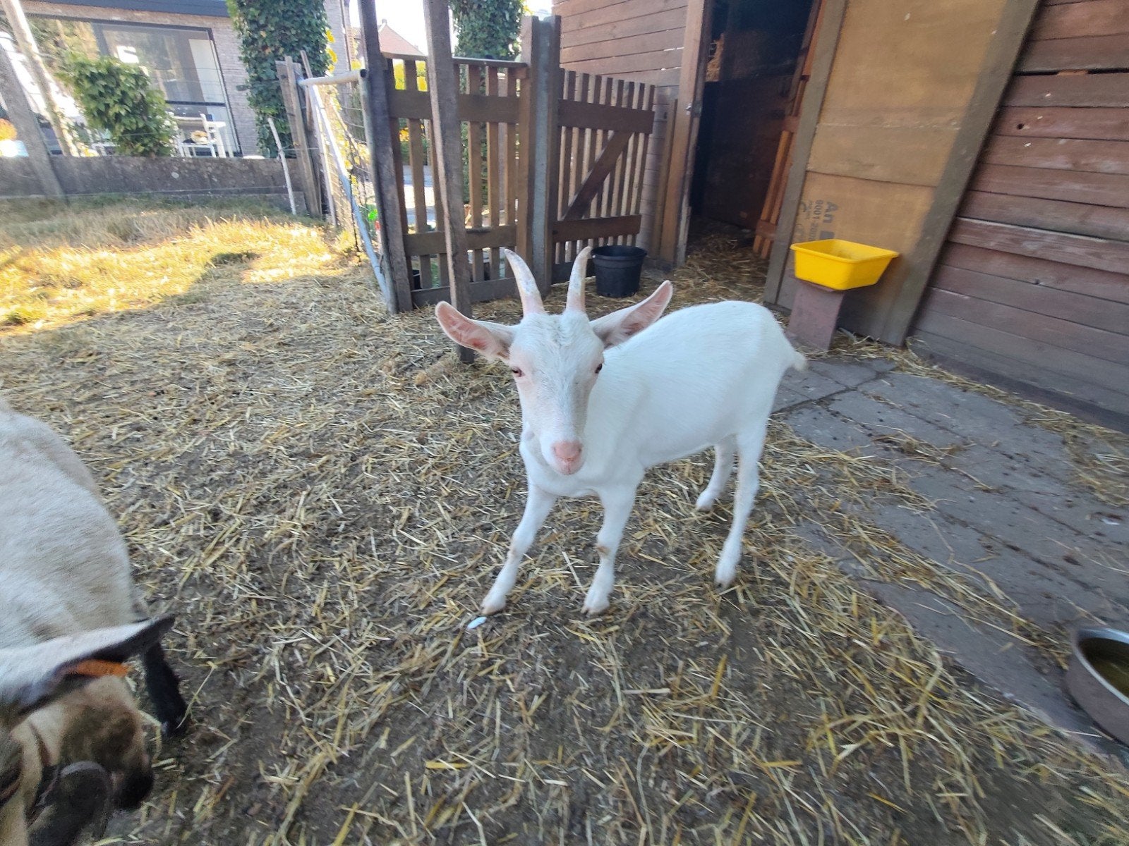 chèvres, Animaux & Accessoires, Plusieurs animaux, Chèvre, 0 à 2 ans