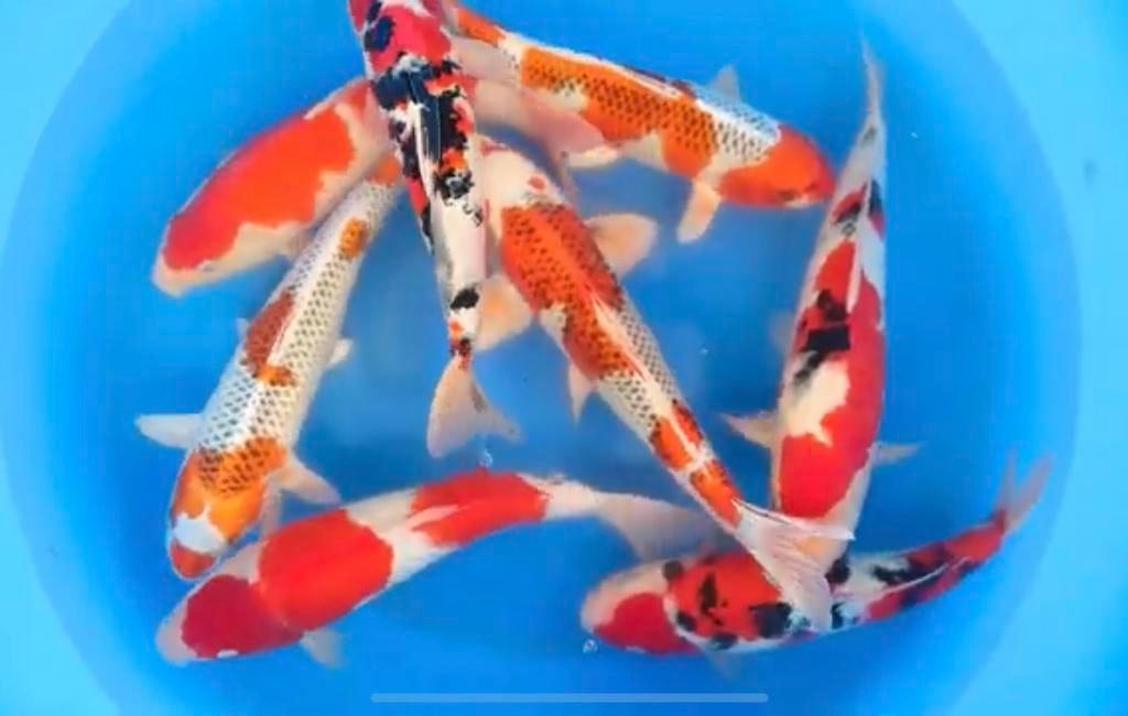 Zelf een aantal mooie koi of box direct uit Japan?, Animaux & Accessoires, Poissons | Poissons d'étang, Carpe ou Koï