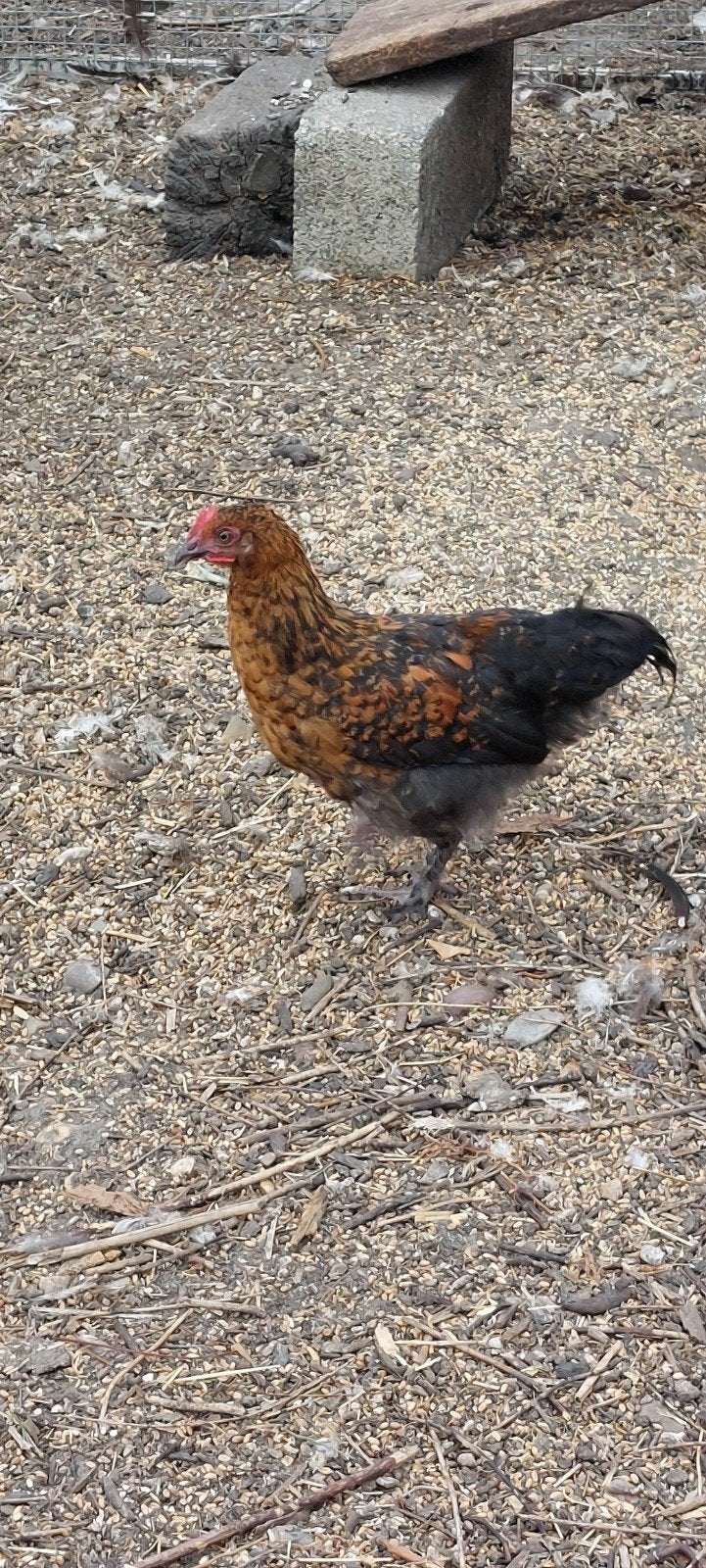 brahna en marans hanen, Dieren en Toebehoren, Pluimvee