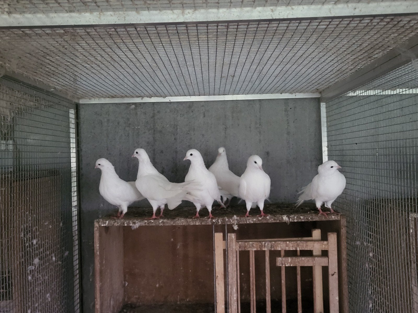 Queues de paon blanches, Plusieurs animaux, Autres espèces