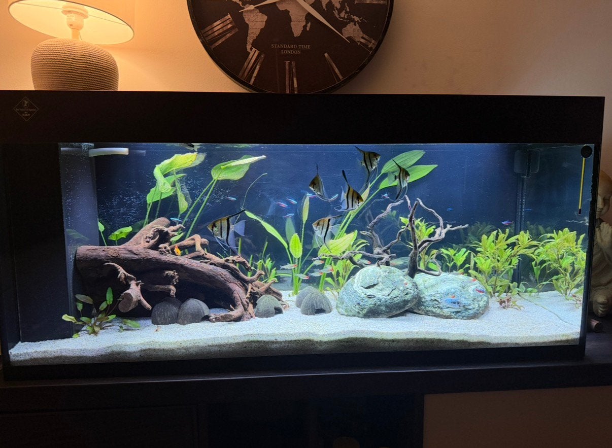 Aquarium 240L, Animaux & Accessoires, Enlèvement, Comme neuf