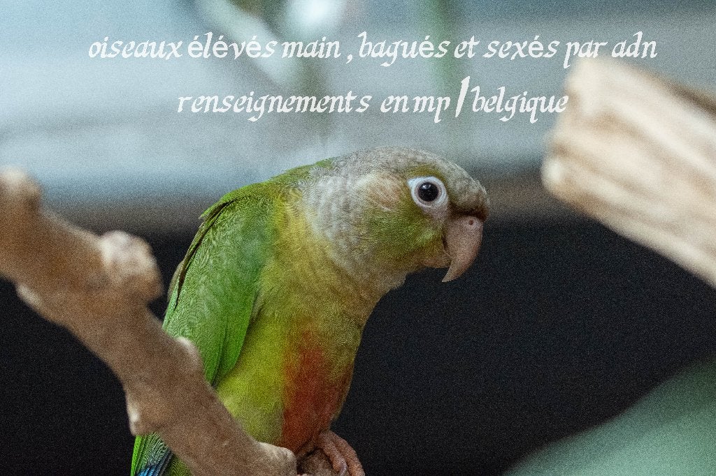 perruche à collier, caique, conures eam 2026, Animaux & Accessoires, Oiseaux | Perruches & Perroquets, Perroquet, Plusieurs animaux