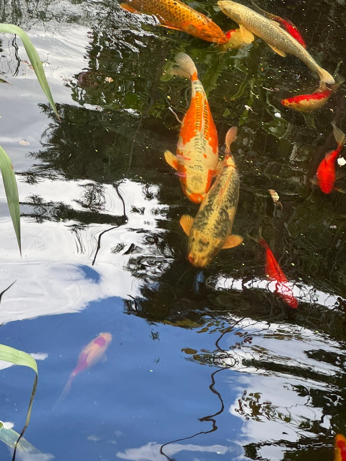 4 stuks Grote koi 60-65cm, Animaux & Accessoires, Poissons | Poissons d'étang, Poisson(s) rouge(s)