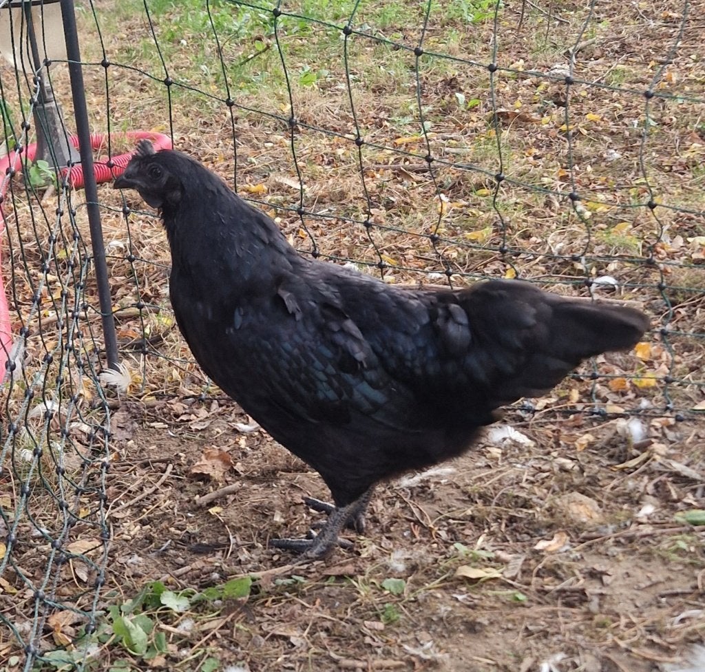 Ayam Cemani koppeltje, Dieren en Toebehoren