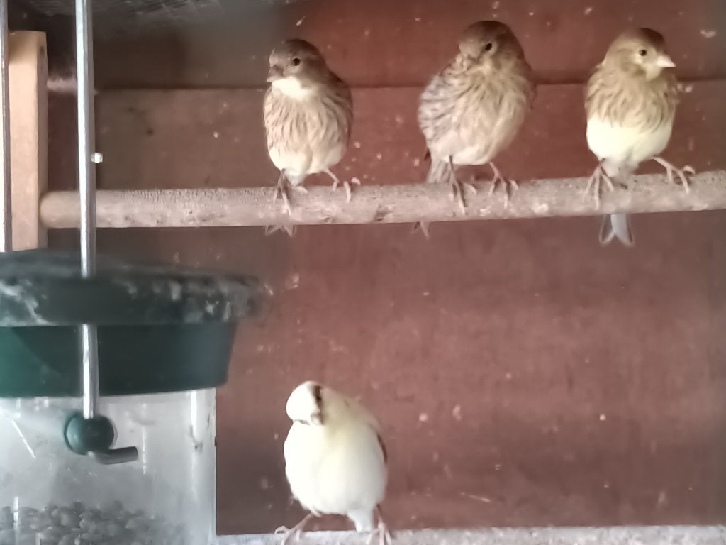 4 jonge kanaries - 2026 - niet geringd, Dieren en Toebehoren, Vogels | Kanaries, Bastaard, Meerdere dieren