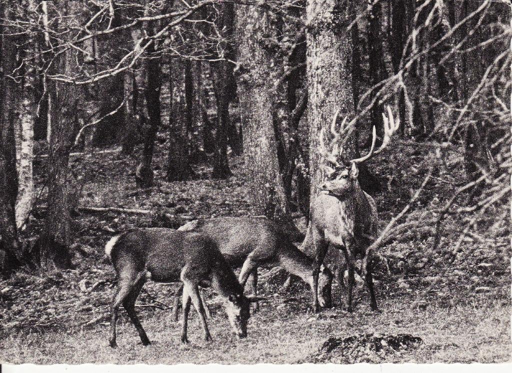HERT  en  HINDEN  in  de  BELGISCHE  ARDENNEN, Collections, Envoi, 1960 à 1980, Affranchie, Animal sauvage