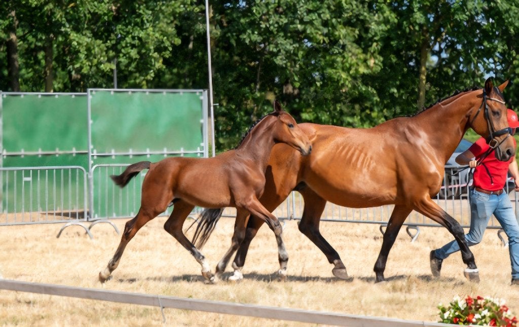 Spring Hengstenveulen uit goede moederlijn, Animaux & Accessoires, Chevaux, Avec pedigree, 165 à 170 cm, Étalon, 0 à 2 ans