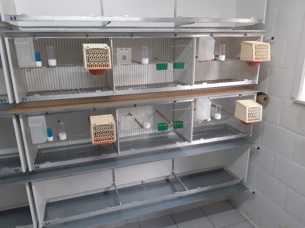 Vogelkooien kanaries, Ophalen, Gebruikt, Broedkooi of Kweekkooi