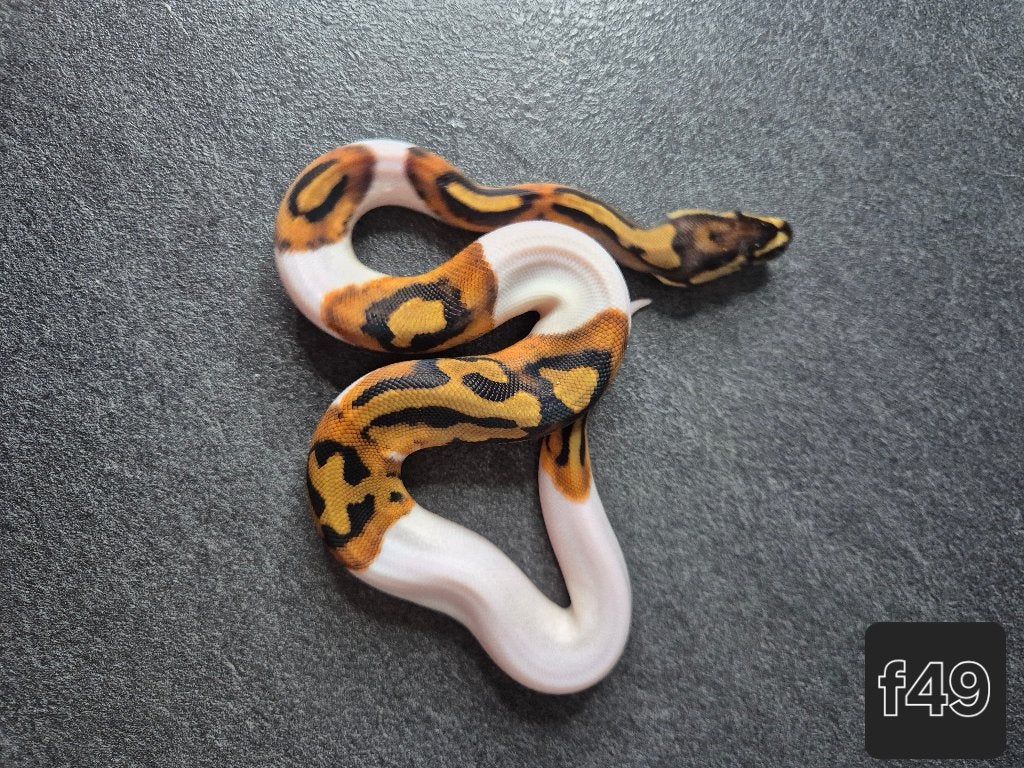 Python regius, Animaux & Accessoires, Serpent, 0 à 2 ans