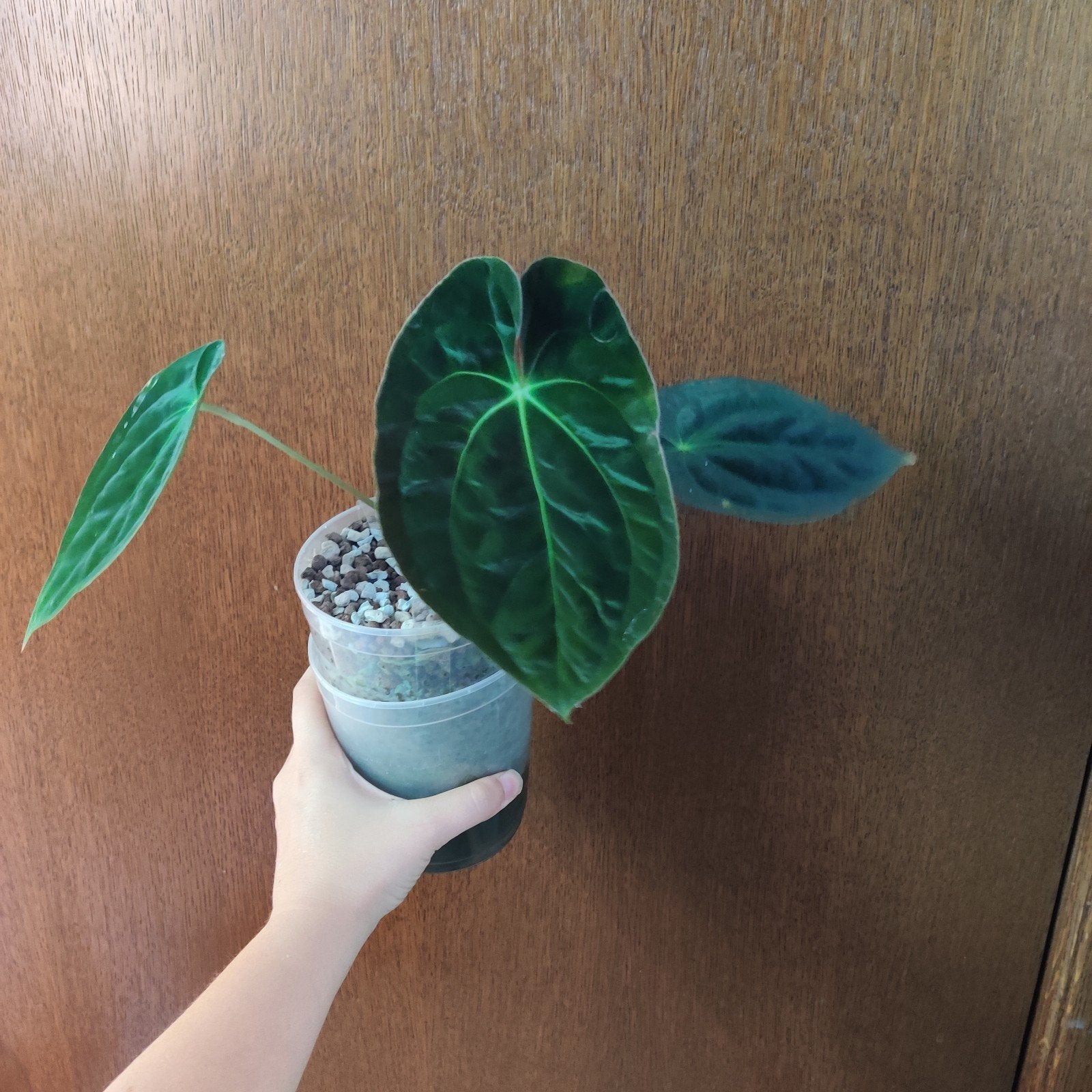anthurium dark Phoenix clone, Ophalen of Verzenden