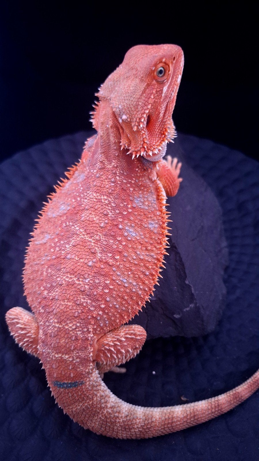 Aanbieding !! 50% Red Monster man Baardagaam, Animaux & Accessoires, Reptiles & Amphibiens, Lézard, Domestique, 0 à 2 ans