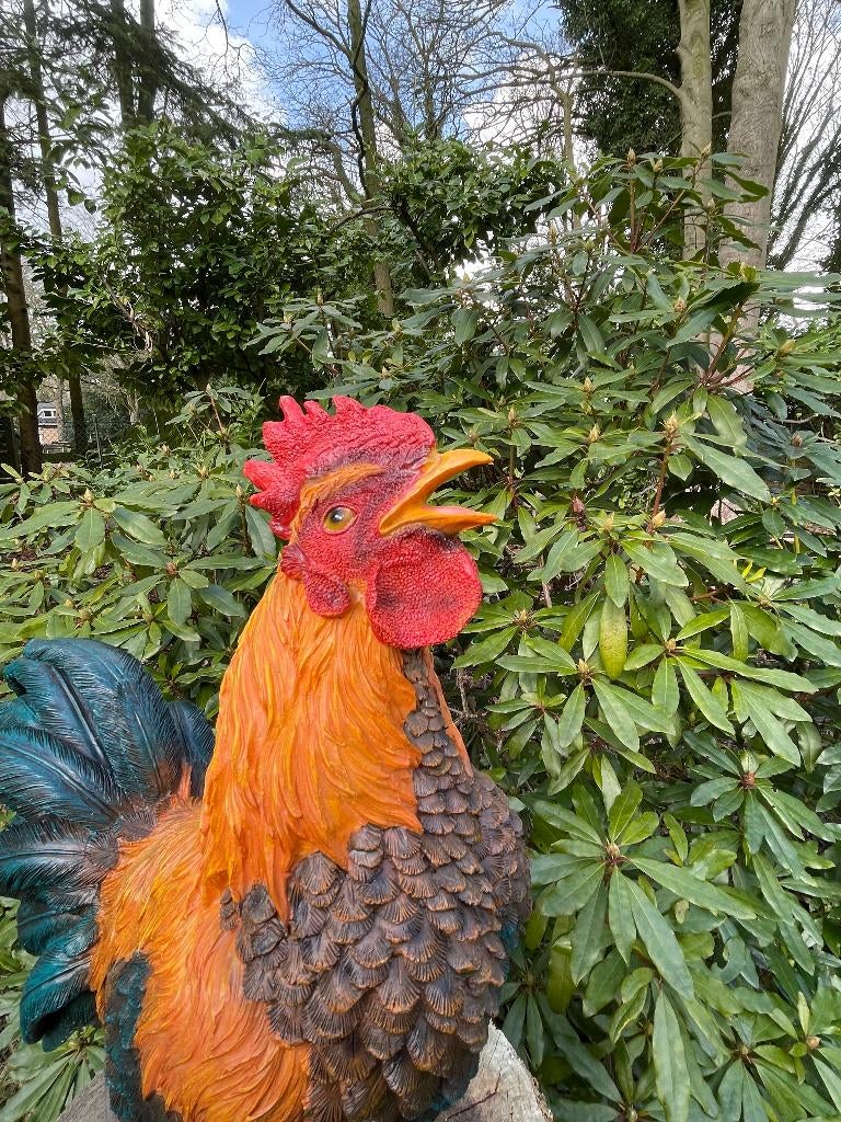 Beeld Haan, tuin, vijver, gazon, boerderij 50cm, Ophalen, Nieuw, Kunststof, Dierenbeeld