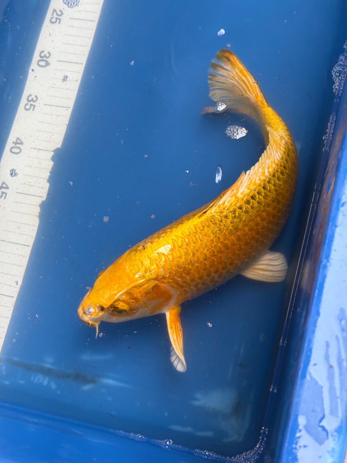 Koi, Dieren en Toebehoren, Karper of Koi