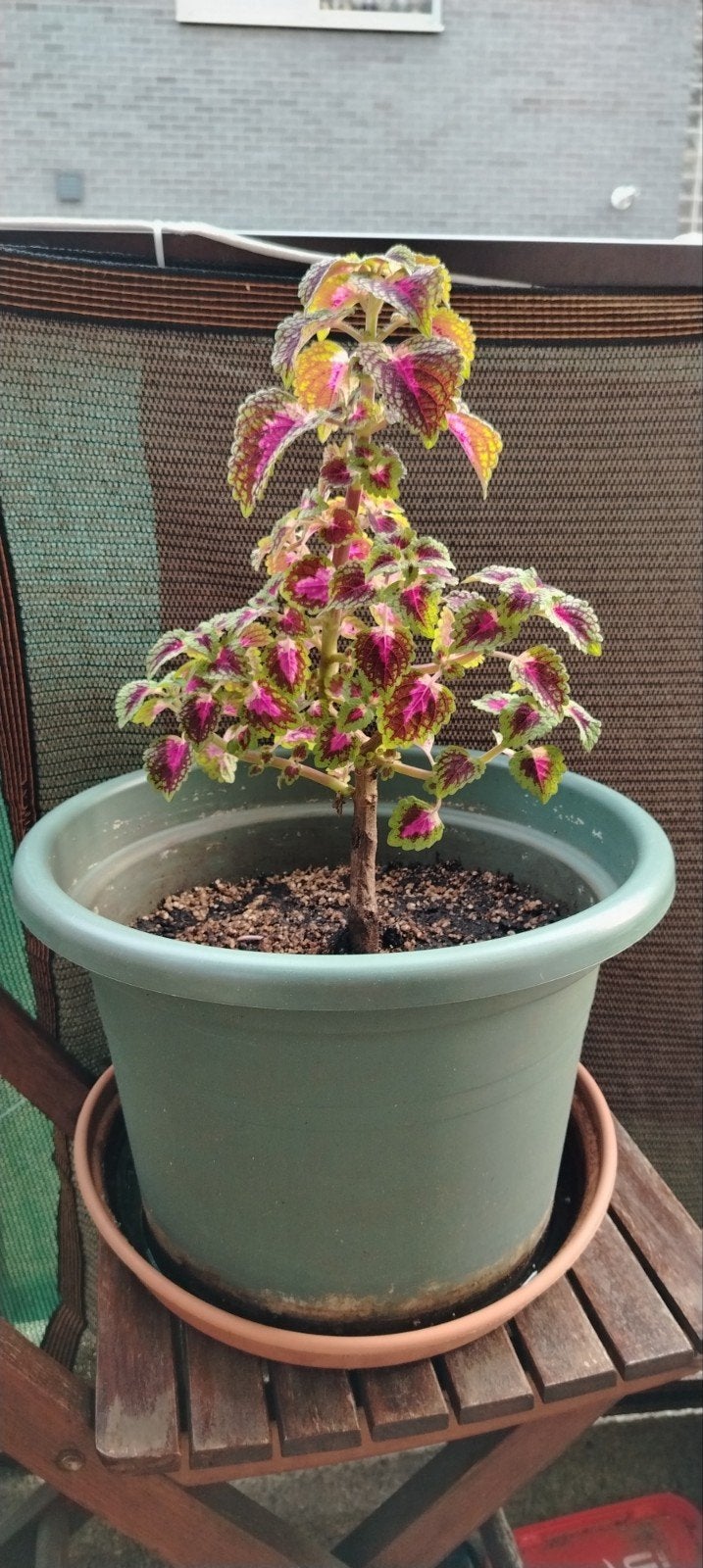 Planten - stekken _ jonge Coleus in potten., Tuin en Terras, Ophalen of Verzenden, Halfschaduw