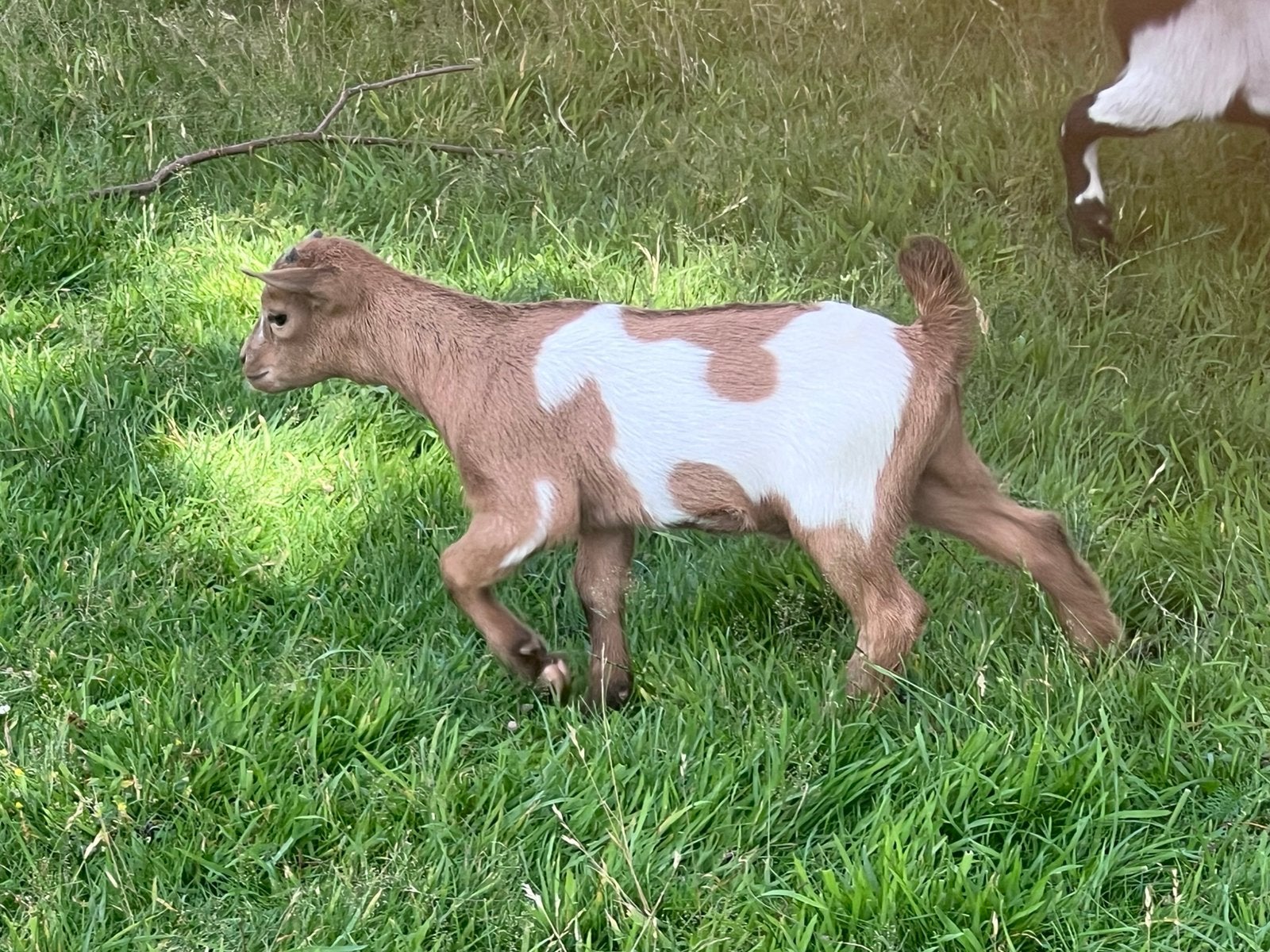 Dwerggeit, Dieren en Toebehoren, Schapen, Geiten en Varkens
