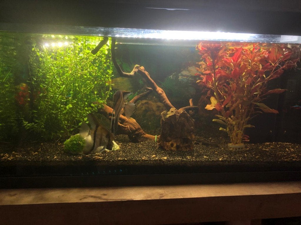 aquarium, Ophalen, Inclusief vissen, Juwel, Gevuld zoetwateraquarium