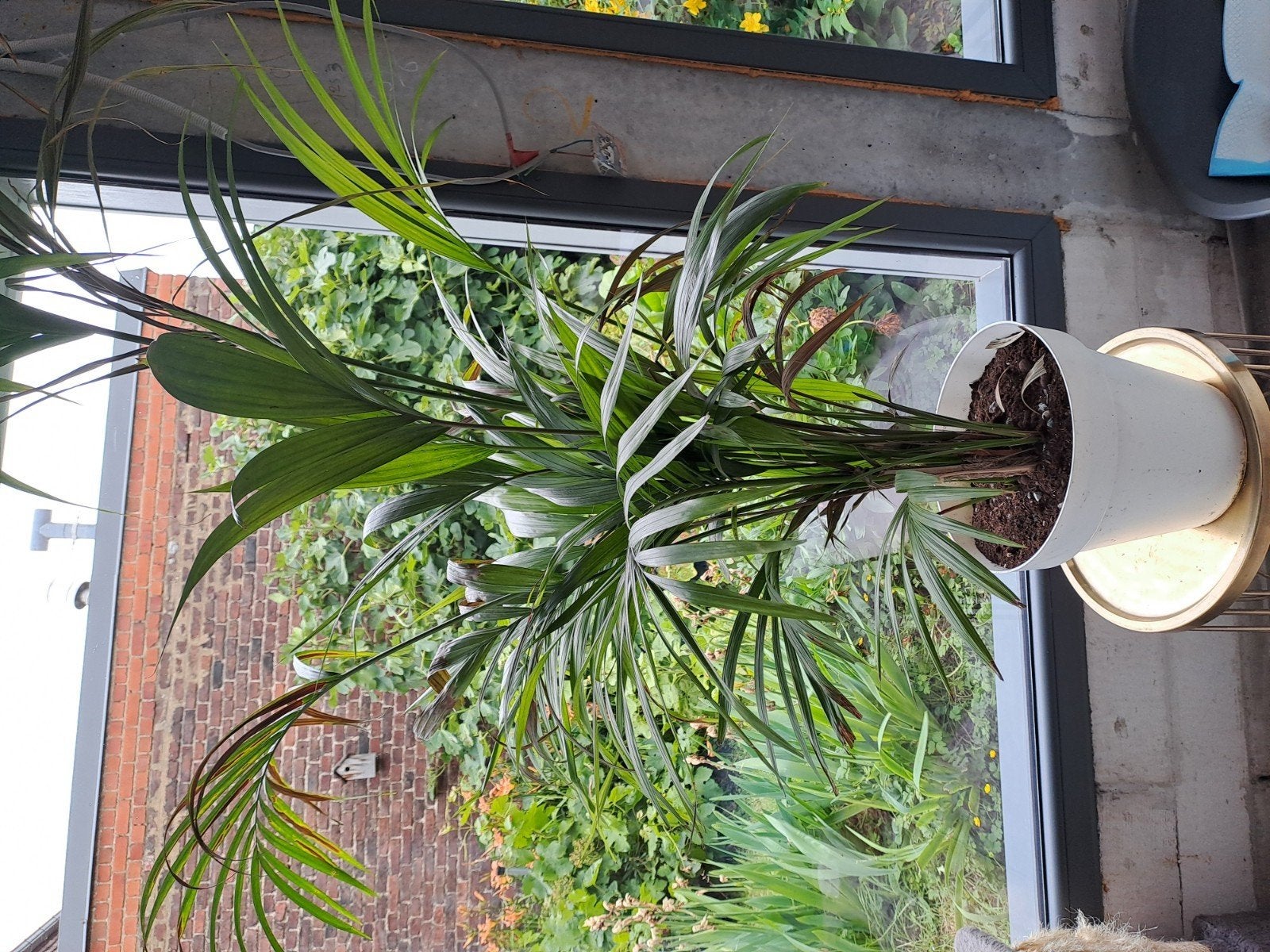 Plante à donner, Tuin en Terras, Planten | Tuinplanten, Ophalen