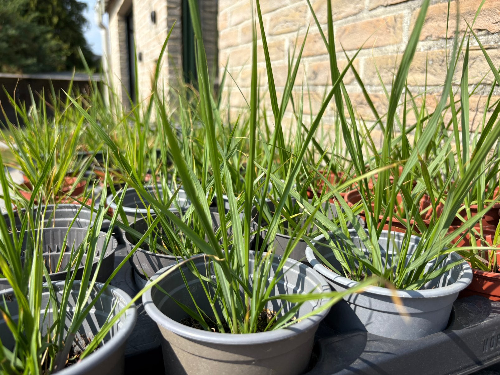 Sier gras ‘red head’ 7 plantjes voor €5, Jardin & Terrasse, Plantes | Jardin, Enlèvement, Hiver