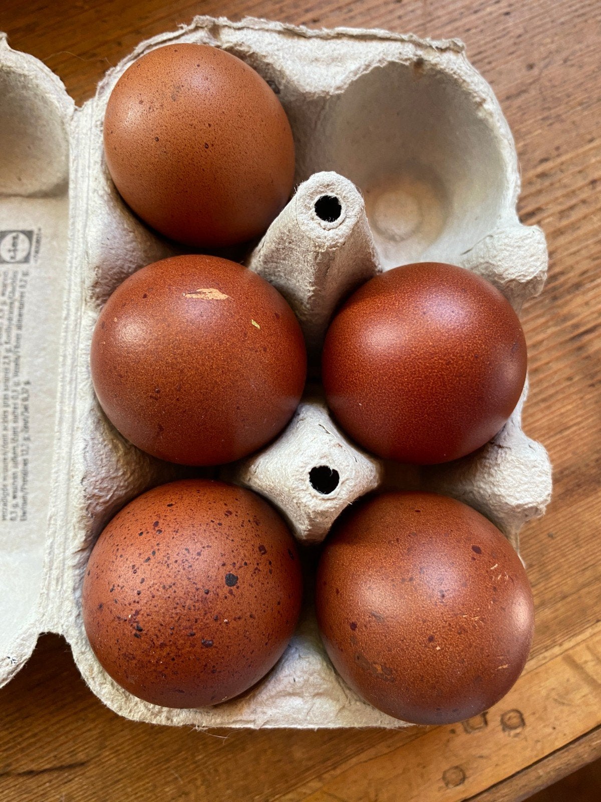 Marans broedeieren zwart kopernek Hennen met een blauw koper, Dieren en Toebehoren, Pluimvee