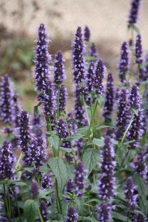 10 x agastache  black  adder  in pot, lekkere geur . SOLDEN, Tuin en Terras, Planten | Tuinplanten, Ophalen, Vaste plant