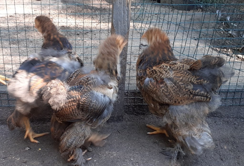 3 jonge brahma kuikens, Sexe inconnu, Poule ou poulet