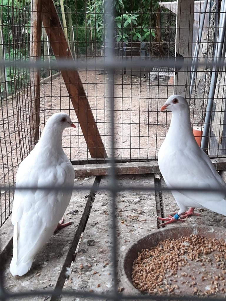 2 witte duiven, Dieren en Toebehoren, Vogels | Duiven
