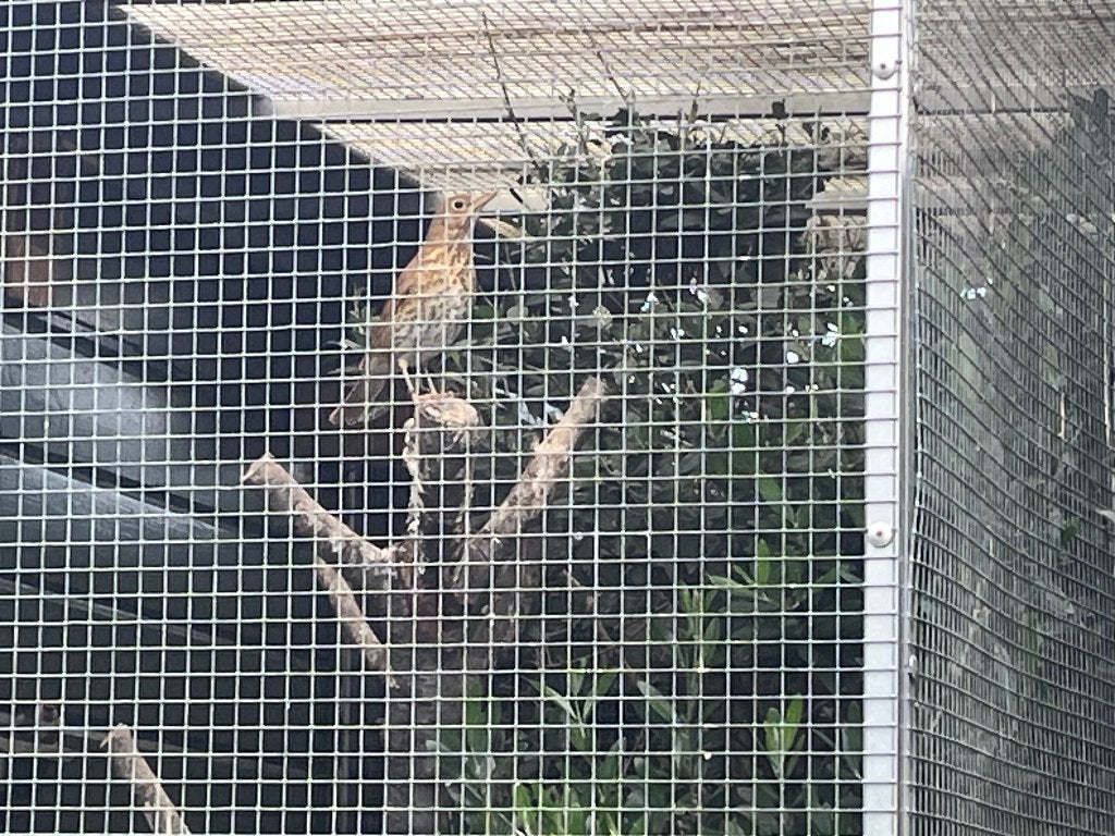 Bruine zanglijster pop, Vrouwelijk, Wildzangvogel, Tam