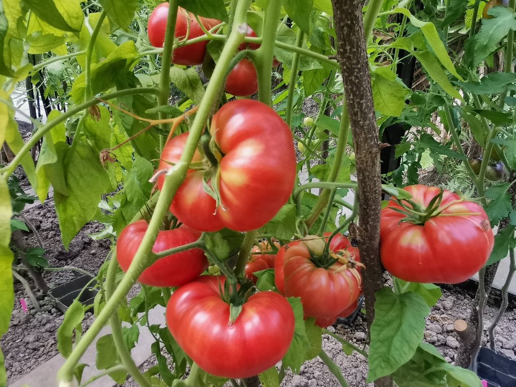 5 graines de tomate Moneymaker - culture biologique, Envoi, Printemps, Graine