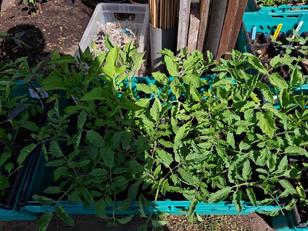 Tomatenplanten 1 euro per stuk, Jardin & Terrasse, Jardin & Terrasse Autre, Enlèvement