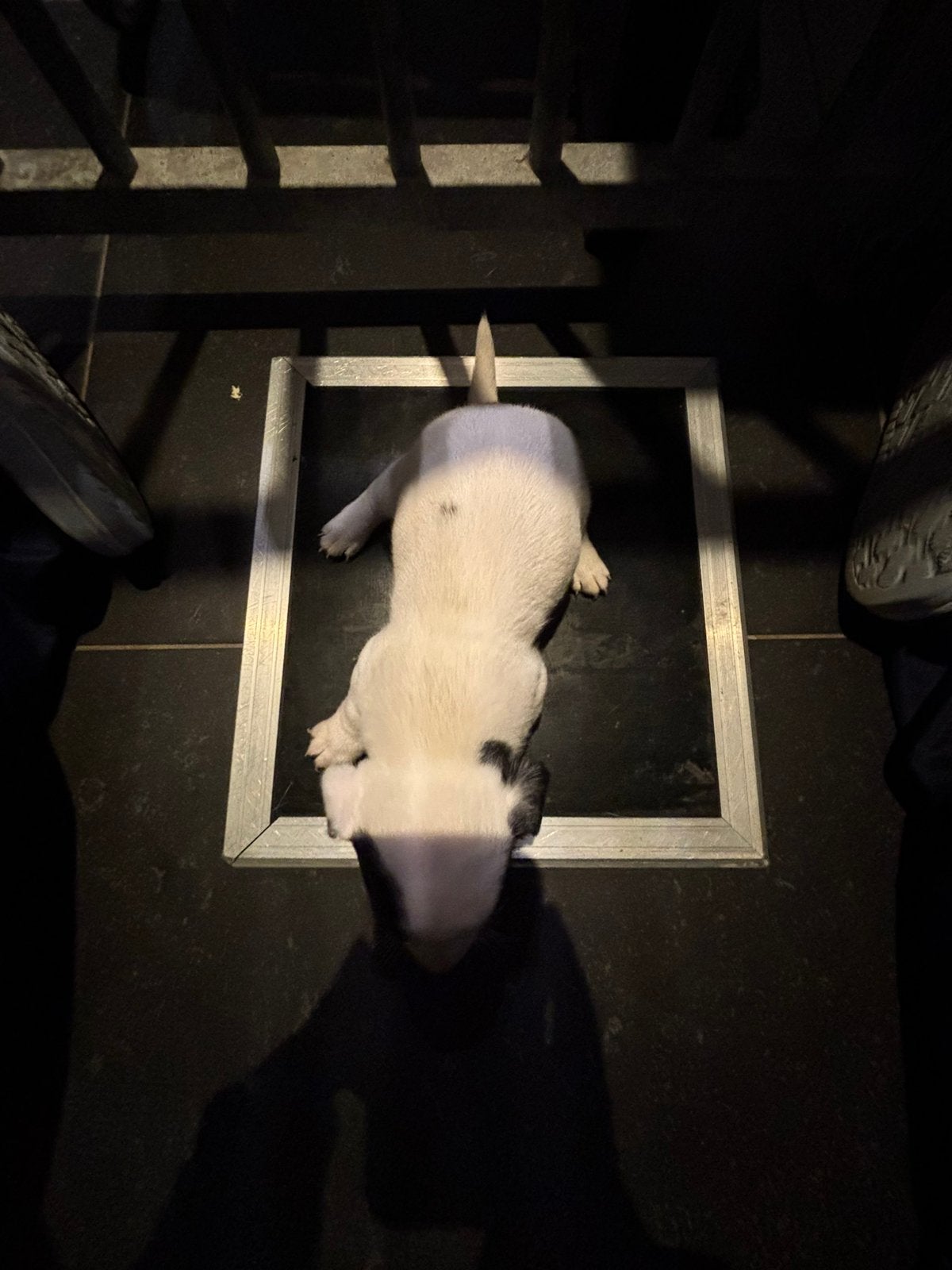 Jack russel te koop, Maladie de Carré (chiens), Particulier, 8 à 15 semaines, Plusieurs