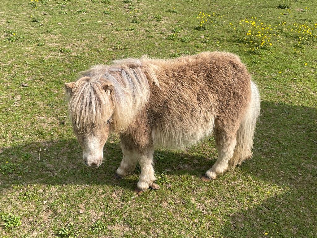 shetland, Plusieurs animaux, L, Poney A (jusqu'à 1.17 m), Avec pedigree
