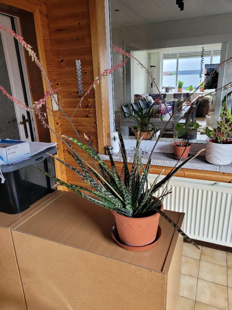 Plant, Ophalen