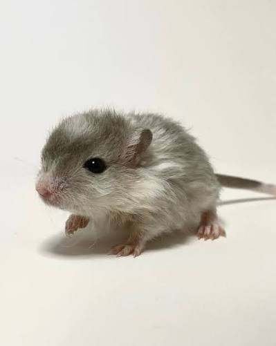 Chiot gerbille recherché !, Domestique, Septembre, Autres types, Femelle