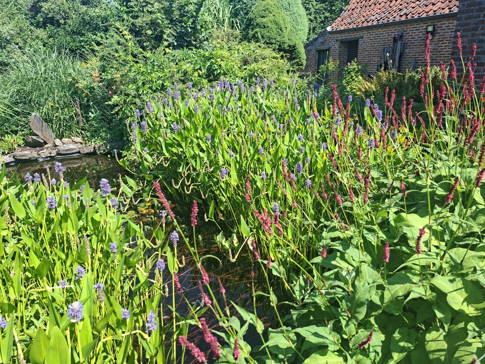 vijverplanten gratis, Ophalen
