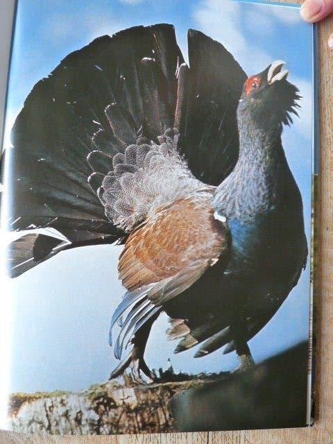 La chasse photographique    J-M Baufle        J-P Varin, Enlèvement ou Envoi, Comme neuf, Photographie général