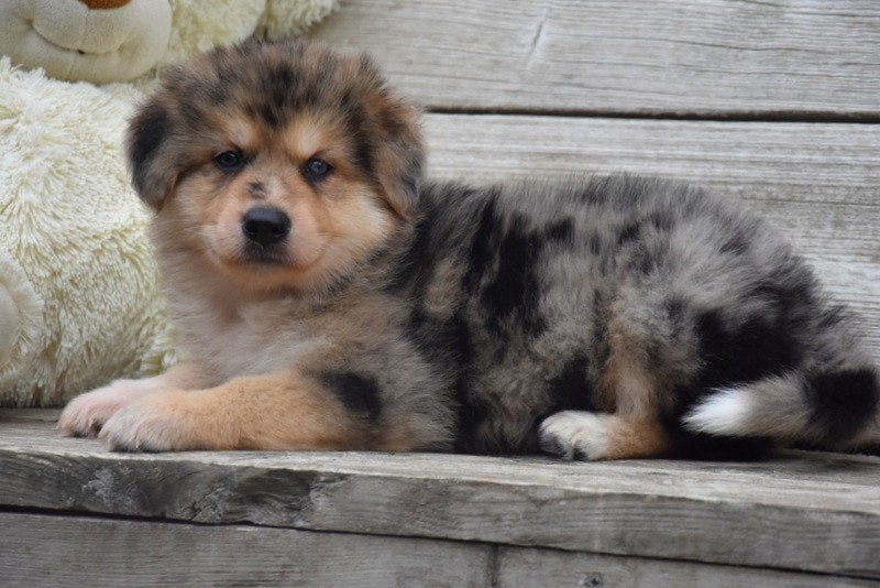 Prachtige Herder kruising pup, Dieren en Toebehoren, België, Reu, CDV (hondenziekte), 8 tot 15 weken
