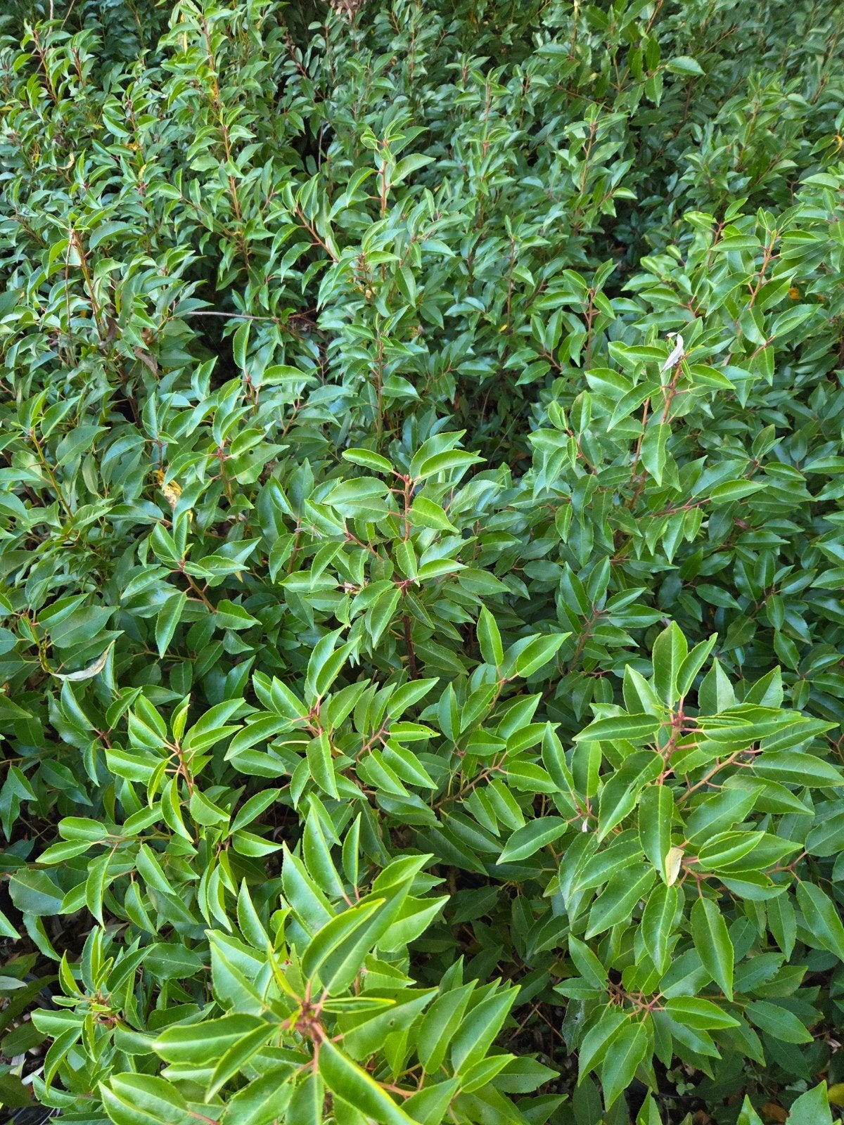 HERFSTPROMO OP ALLE PLANTEN – EXTRA SUPERPROMO’S!, Ophalen, Laurier, Haag