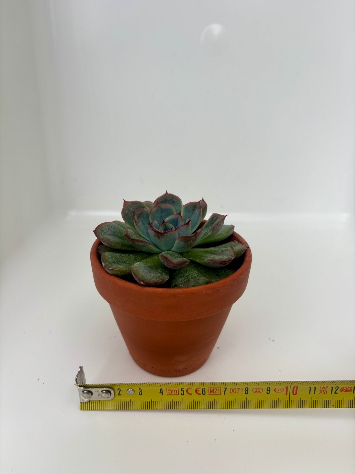 Echeveria Hercules, Maison & Meubles, Plante succulente, En pot, Moins de 100 cm, Plante verte