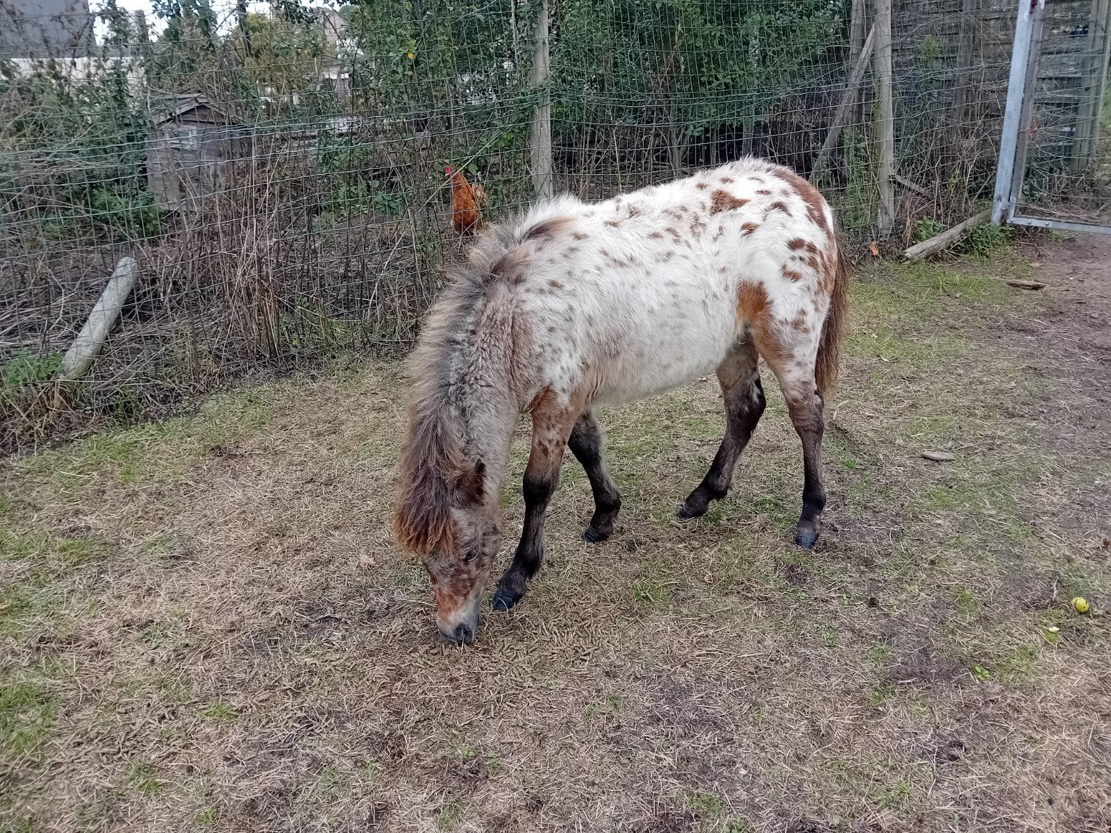 2 appaloosa merries . 1 veulen 5 maanden en 1 jaarling 1,5 j, Animaux & Accessoires, Moutons, Chèvres & Cochons