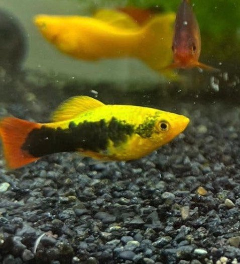 Gele platy’s (Tuxedo Platy Yellow), Animaux & Accessoires, Poisson, Poisson d'eau douce, Banc de poissons