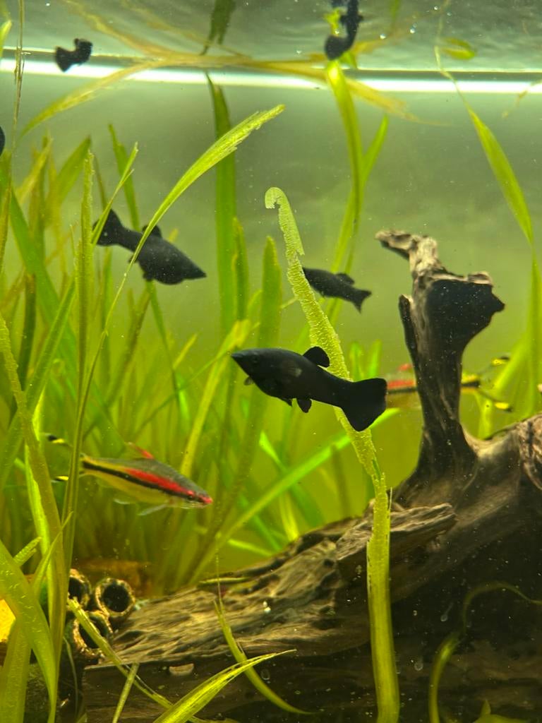 Black molly, Dieren en Toebehoren, Vissen | Aquariumvissen, Vis, Zoetwatervis, Schoolvis